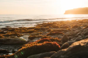 Vápenaté červené řasy jako zdroj minerálních látek
