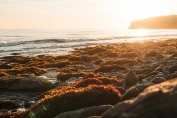 Vápenaté červené řasy jako zdroj minerálních látek